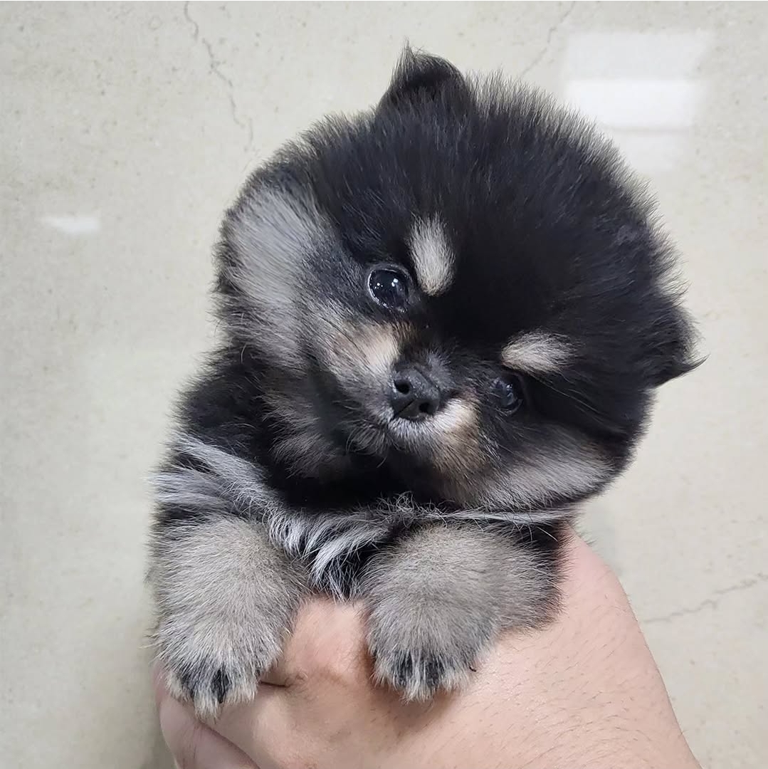 포메라니안 왕자 2개월