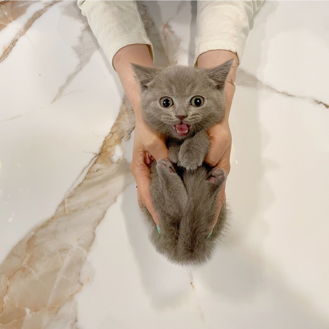 러시안블루 왕자 2개월