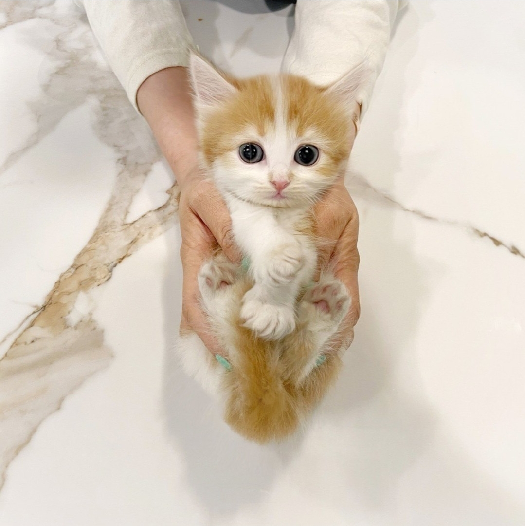 브리티쉬 왕자 2개월