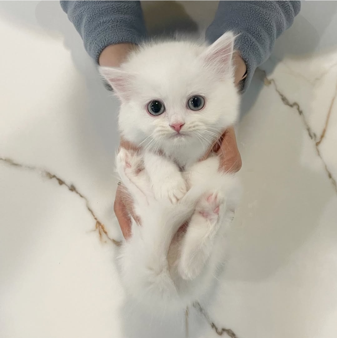 브리티쉬 공주 2개월