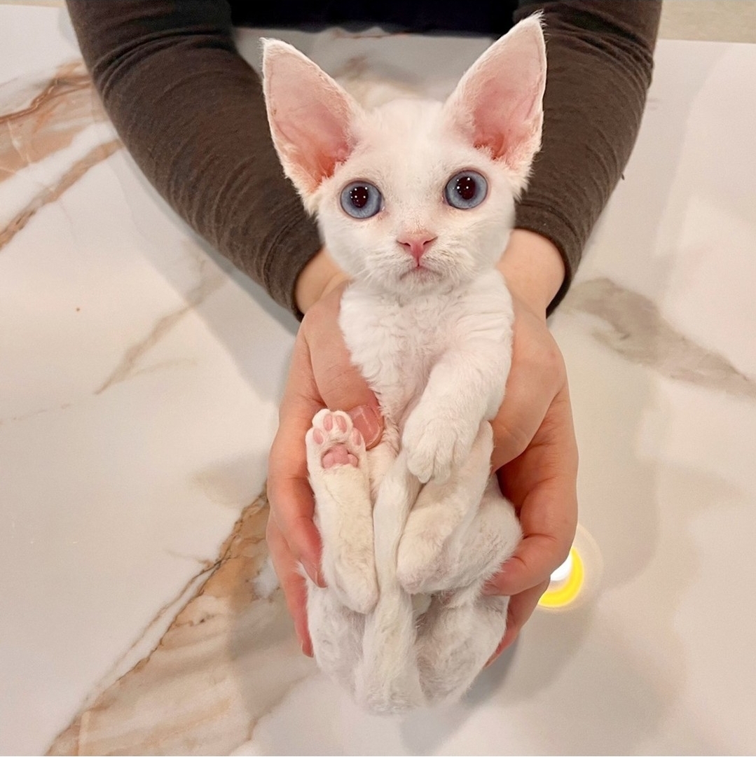 데본렉스 왕자 2개월